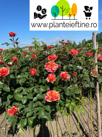 Trandafiri pom - Trandafir tip pom Maurice bicolor rosu-crem-galben , altoit pe trunchi, radacina libera (14)