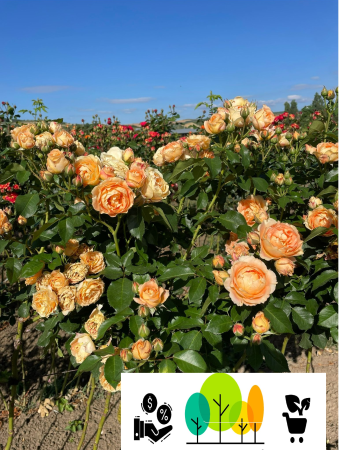 Trandafiri pom - Trandafir tip pom Orange (portocaliu) , radacina libera (1)