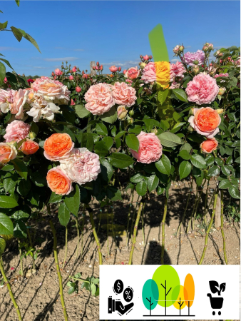 Trandafiri pom -  Trandafir tip pom Pink (roz) , radacina libera (2)