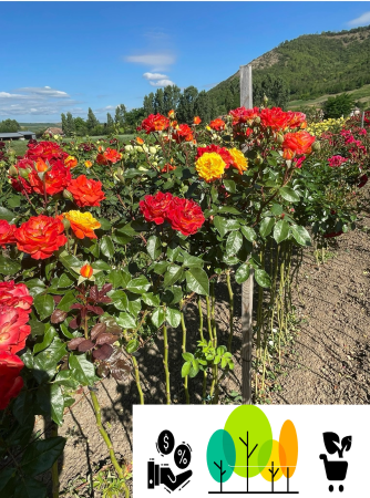 Toate produsele -  Trandafir tip pom Rumba bicolor Galben-rosii cu reflexii de portocaliu ,altoit pe trunchi înalt, radacina libera (21)