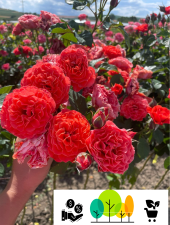 Trandafiri pom -  Trandafir tip pom „Sommer Song” , portocaliu ars ,altoit pe trunchi inalt ,radacina libera (10)