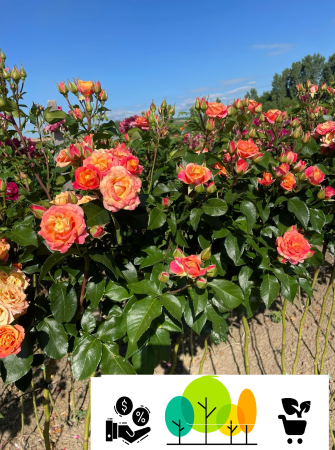 Trandafiri pom - Trandafir tip pom Mini Alinka , bicolor galben-rosu-portocaliu,altoit pe trunchi inalt , radacina libera (6)