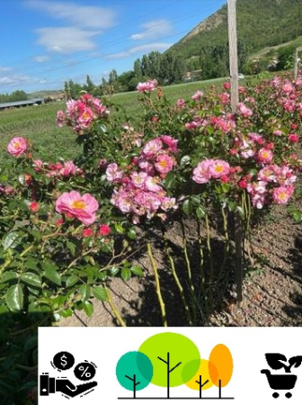 Trandafiri pom - Trandafir tip pomișor curgător Roz,altoit pe trunchi inalt, radacina libera (31)