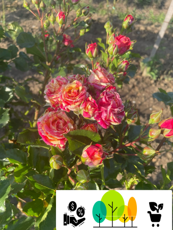 Trandafiri pom - Trandafir tip pom Monet, marmorat rosu-galben-caramiziu , altoit pe trunchi, radacina libera (16)