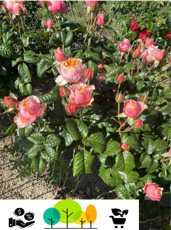 Trandafiri pom -   Trandafir tip pom Pink Piano, Roz pal  ,altoit pe trunchi înalt, radacina libera (26)