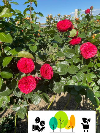 Trandafiri pom - Trandafir tip pom Red Piano ,Rosu- Visiniu ,altoit pe trunchi inalt, radacina libera (27)