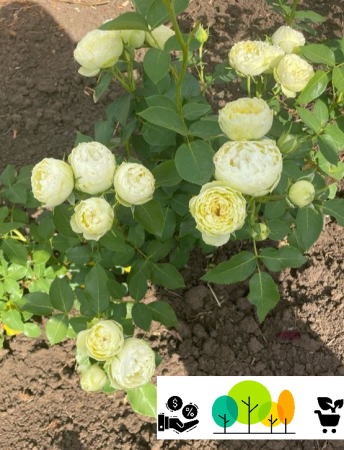 Trandafiri tufa -  Trandafir Wedding Piano floribunda , ,alb-crem  , radacina libera (57)