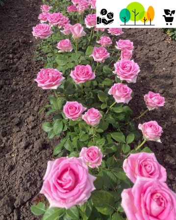 Trandafiri tufa - Trandafirul Aqua în formă de tufă (bush rose), roz-liliachiu ,radacina libera (34)