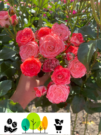 Trandafiri pom - Trandafirul tip pom Mini Prințesa ,roz , radacina libera (7)