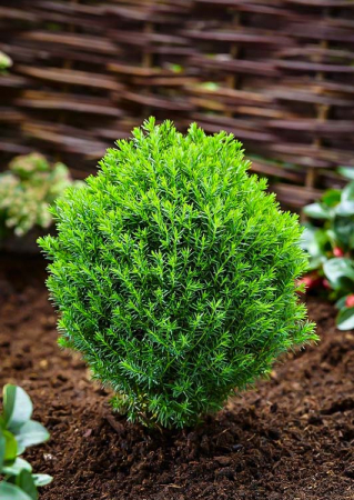 Tuia glob (Thuja occ. Teddy) 5 cm [0]