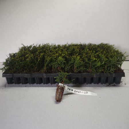 Tuia occidentalis Smaragd 5-10 cm [1]