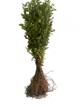 Toate produsele - Ulm de turkestan cu crestere rapida 15-30cm gard viu