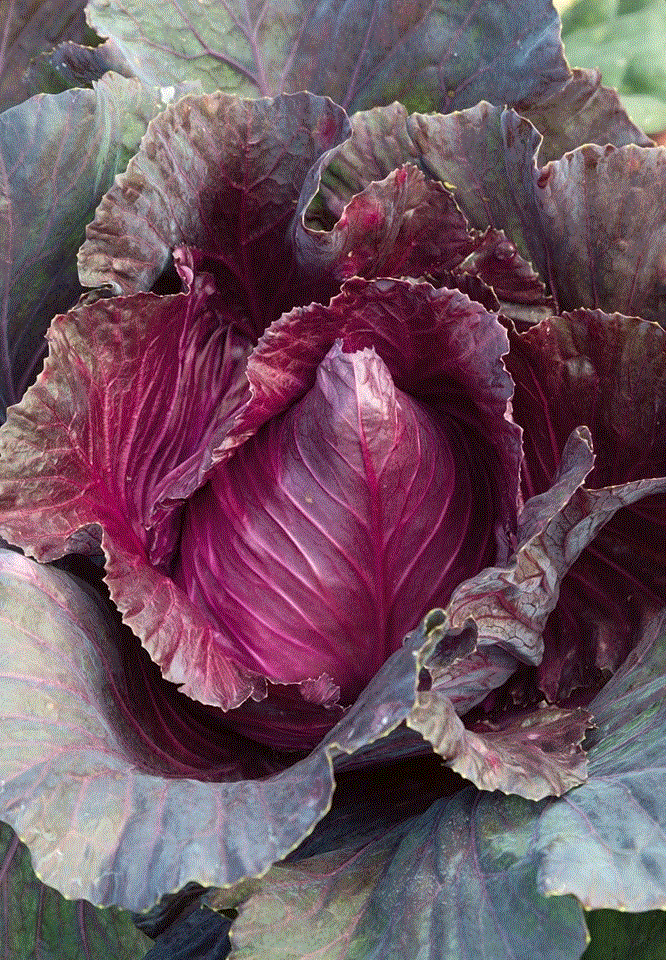 Fructe - Varza rosie Kalibos , 1g seminte