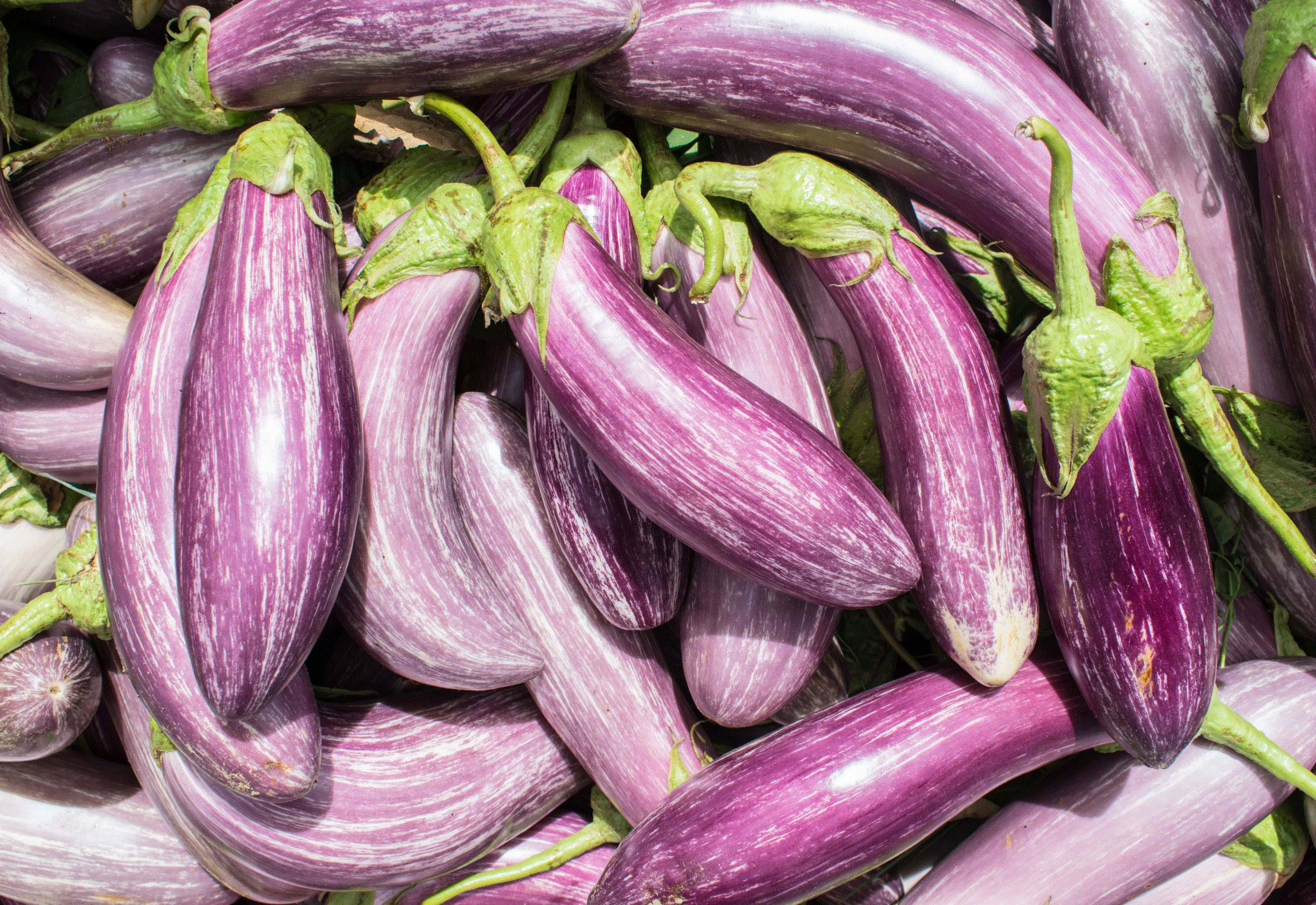 Legume - Vinete Tsakoniki , 1g de seminte
