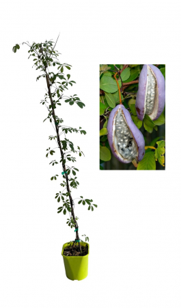 Copaci fructiferi - Viță de ciocolată  (Akebia Quinata) 80-100cm