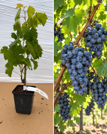 Toate produsele - Viță de Vie Agat Doński la Ghiveci 20-40 cm - Rezistentă