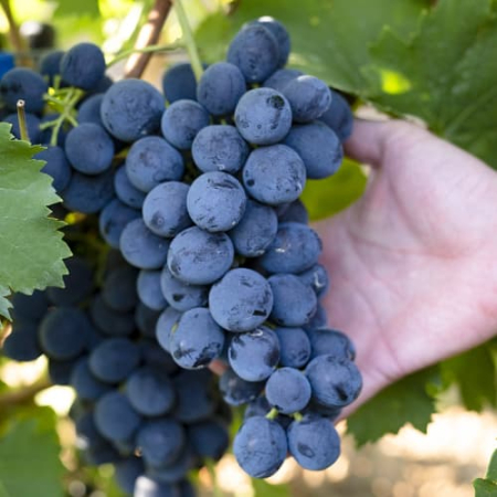 butas de vin - Vita de vie Agat Donski struguri aromati , la ghiveci