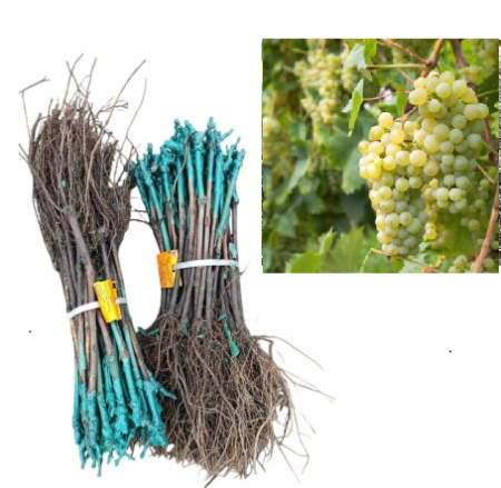 altoit de masa - Vița de vie Angela strugure de masa galben-verzui,altoită, la radacina libera(20)