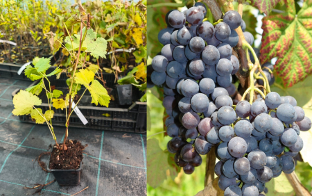 Vita de vie - Vita de vie Antracyt (Charlie) – soi rezistent, struguri negri dulci