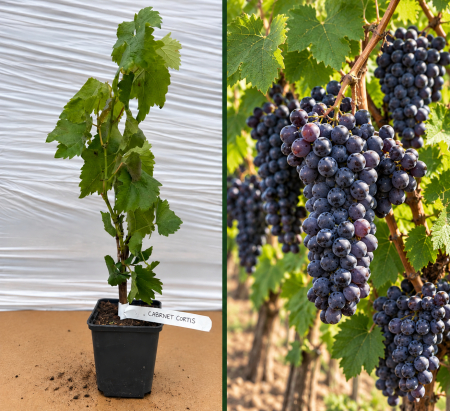 Toate produsele - Viță de Vie Cabernet Cortis la Ghiveci 20-40 cm - Rezistentă