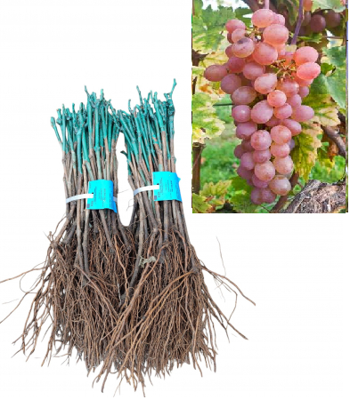 altoit de masa - Vița de vie Cegléd Szépe struguri de masa roz-pal,altoită, la radacina libera(15)