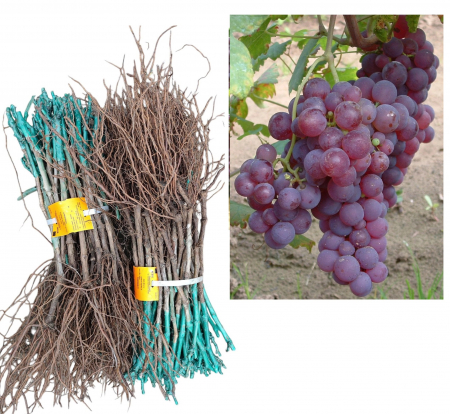 altoit de masa - Vita de vie de masa Chasselas , struguri rosi de masa ,altoita , radacina libera(2)