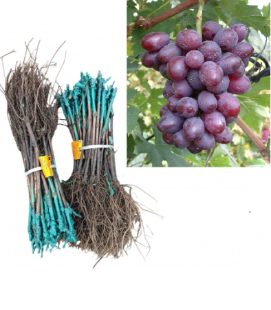 altoit de vin - Vița de vie Dunav strugure de masa si vin rosii,altoită , la radacina libera(14)