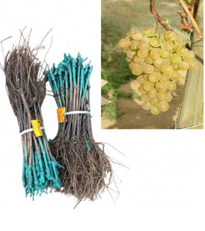 altoit de masa - Vița de vie Fanny strugure de masa galben-verzui, altoită, la radacina libera(19)