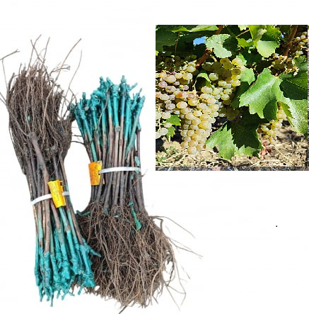 butas de vin - Vița de vie Fetita Regelui( Királyleányka) strugur de vin galben-verzui, butas,la radacina libera(27)