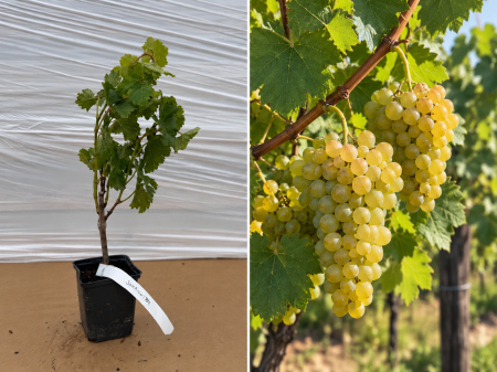 Toate produsele - Viță de Vie Johanniter la Ghiveci (20-40 cm) - Rezistentă