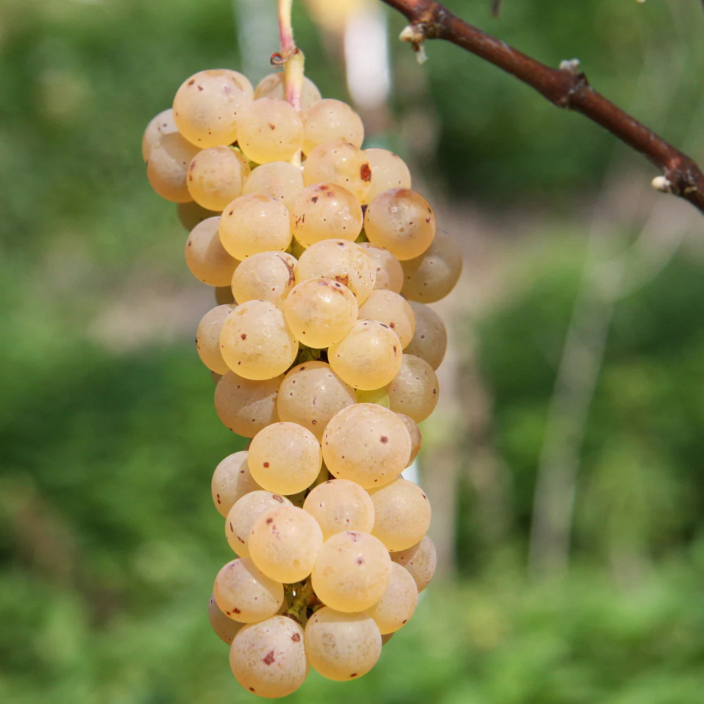 butas de vin - Vita de vie Johanniter struguri albi aromati , la ghiveci