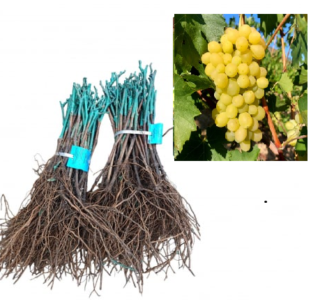 fara samburi - Vița de vie Kismis Attika strugure de masa galben-auriu,altoită, fără sâmburi, la radacina libera(8)