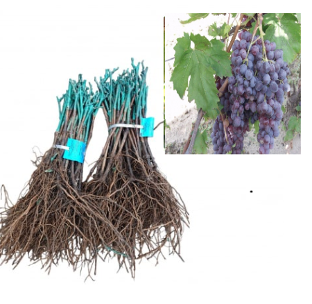 fara samburi - Vița de vie Kismis Moldavszkij, strugure de masa roz-vi­o­la­ce (sau roșu-mov), altoită, fără sâmburi la radacina libera(7)