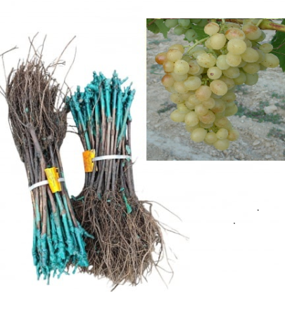 altoit de masa - Vița de vie Kósa strugure de masa galben-verzui,altoită, la radacina libera(16)
