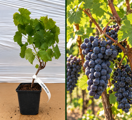 Toate produsele - Viță de Vie Léon Millot la Ghiveci 20-40 cm - Rezistentă