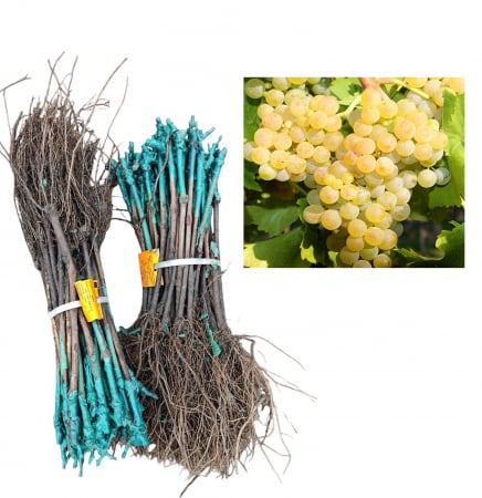 butas de vin - Vita de vie Muscat Ottonel  , struguri de vin ,butasi, radacina libera(24)