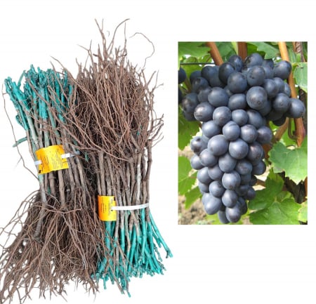 altoit de vin - Vita de vie Nero , struguri de vin ,altoita , radacina libera - Plante ieftine(29)