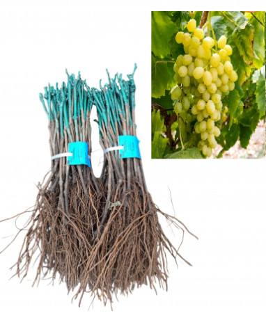 altoit de masa - Vița de vie Palatina ,struguri galbene de masa altoită, la radacina libera(4)