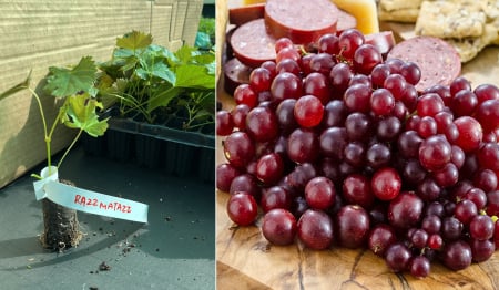 Arbusti fructiferi - Vita de vie RazzMatazz - fructifica tot anul struguri fara samburi dulci