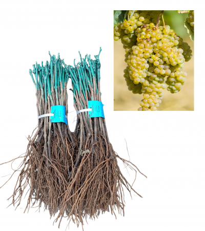 butas de vin - Vita de vie Riesling Italian , struguri de vin alb,butasi, radacina libera(28)