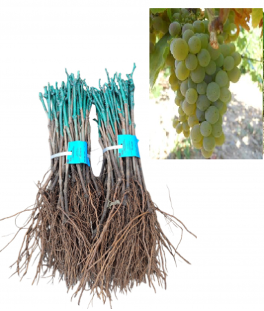 butas de vin - Vița de vie Sauvignon Blanc strugure de vin alb,  butaș, la radacina libera(23)