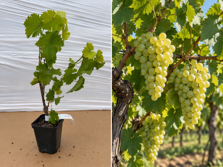 Toate produsele - Viță de Vie Seyval Blanc la Ghiveci (20-40 cm) - Rezistentă