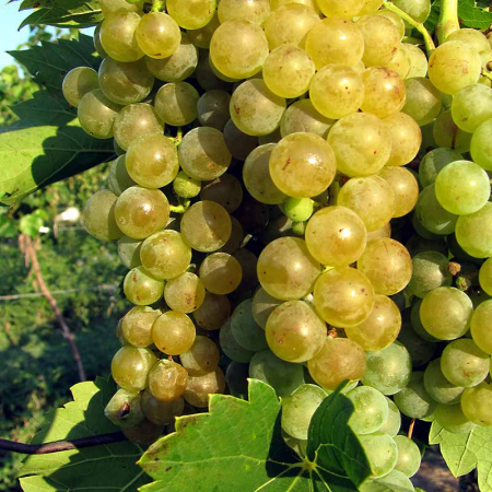 butas de vin - Vita de vie Seyval Blanc struguri aromati , la ghiveci