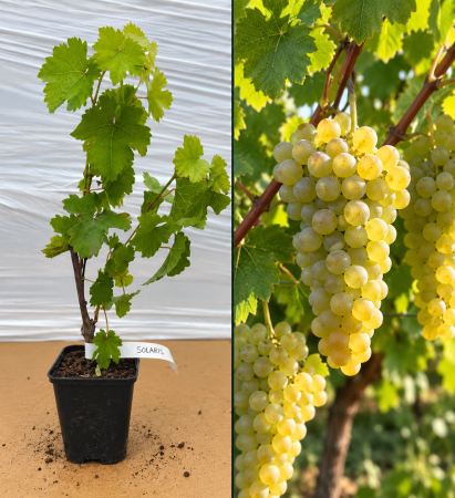 Toate produsele - Viță de Vie Solaris la Ghiveci (20-40 cm) - Rezistentă