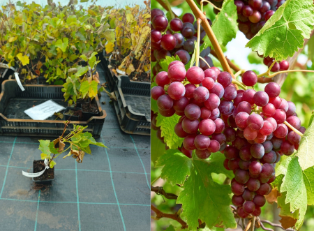 Vita de vie - Vita de vie Somerset Seedless –struguri fără sâmburi, roz intens