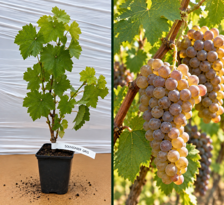 Toate produsele - Viță de Vie Souvignier Gris la Ghiveci (20-40 cm) - Rezistentă