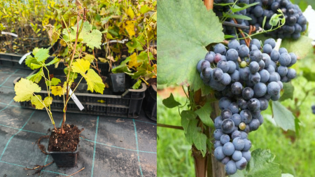 Vita de vie - Vita de vie Zilga –struguri fără sâmburi, dulci și aromate
