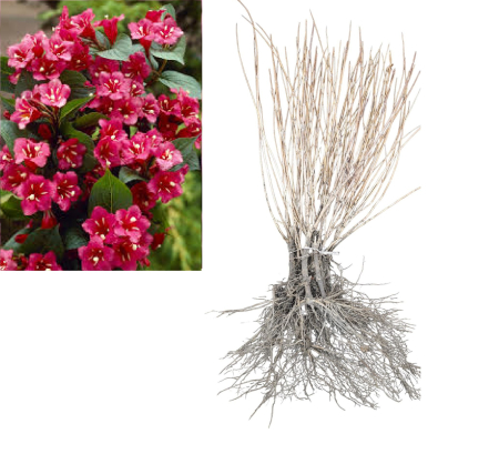 Copaci forestieri - Weigela  rosie Ruby 40–60 cm , ramificata , radacina libera