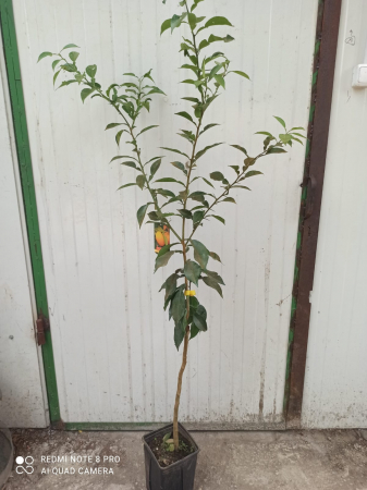 Citrice - Yuzu altoit, lamai rezistent la ger , 60-100  cm