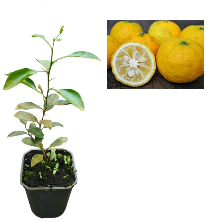 Citrice - Yuzu , lamai rezistent la ger , 20-40 cm